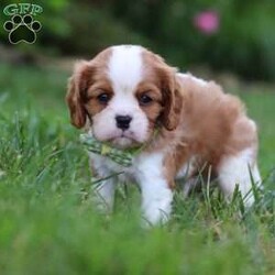 Rocky/Cavalier King Charles Spaniel									Puppy/Male	/6 Weeks,Say hello to Rocky! This handsome AKC-registered Cavalier King Charles Spaniel is as sweet as they come, with a lovable personality and a heart full of affection. With his beautiful, silky coat and those big, soulful eyes, he has a natural charm that melts hearts instantly. Whether he’s curled up in your arms, trotting after you with a happy tail wag or investigating his surroundings with gentle curiosity, this little gentleman brings joy wherever he goes.