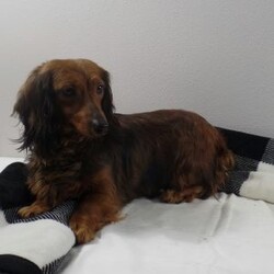 Cocoa/Dachshund									Puppy/Female	/11 Weeks,Meet Cocoa! An adorable Dachshund Puppy! She loves cuddles and all the attention! She is up up to date on vaccines, and deworming. And has had a vet check done to make sure she’s in good health. For more information call or text Mary Sue. A$200 deposit will reseve her and is nonrefundable. 