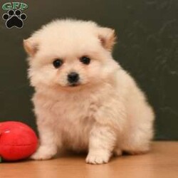 Mario/Pomeranian									Puppy/Male	/7 Weeks,To contact the breeder about this puppy, click on the “View Breeder Info” tab above.