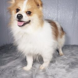 Brody/Pomeranian									Puppy/Male	/8 Weeks,Brody is a sweet pomeranian puppy with a gentle disposition. This cutie is well socialized and will be so happy to meet you! Brody has been vet checked and is up-to-date on shots and deworming. He will make a great addition to your family. For more information or to schedule a visit please feel free to contact us. 