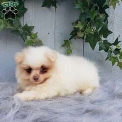 Brody/Pomeranian									Puppy/Male	/8 Weeks,Brody is a sweet pomeranian puppy with a gentle disposition. This cutie is well socialized and will be so happy to meet you! Brody has been vet checked and is up-to-date on shots and deworming. He will make a great addition to your family. For more information or to schedule a visit please feel free to contact us. 