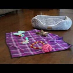 Hendrik/Bichon Frise									Puppy/Male	/10 Weeks,Say hello to Hendrik, a precious Bichon Frise puppy with a petite frame and an extra dose of cuteness! He’s been socialized and is as sweet and adorable as they come. Hendrik is vet checked and up to date on vaccinations and dewormer. He also comes microchipped and with a 1-year genetic health guarantee from the breeder. Plus, he can be registered with the ACA.