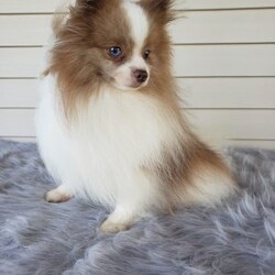 Brody/Pomeranian									Puppy/Male	/8 Weeks,Brody is a sweet pomeranian puppy with a gentle disposition. This cutie is well socialized and will be so happy to meet you! Brody has been vet checked and is up-to-date on shots and deworming. He will make a great addition to your family. For more information or to schedule a visit please feel free to contact us. 