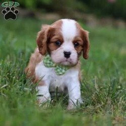 Rocky/Cavalier King Charles Spaniel									Puppy/Male	/6 Weeks,Say hello to Rocky! This handsome AKC-registered Cavalier King Charles Spaniel is as sweet as they come, with a lovable personality and a heart full of affection. With his beautiful, silky coat and those big, soulful eyes, he has a natural charm that melts hearts instantly. Whether he’s curled up in your arms, trotting after you with a happy tail wag or investigating his surroundings with gentle curiosity, this little gentleman brings joy wherever he goes.