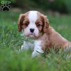 Rocky/Cavalier King Charles Spaniel									Puppy/Male	/6 Weeks,Say hello to Rocky! This handsome AKC-registered Cavalier King Charles Spaniel is as sweet as they come, with a lovable personality and a heart full of affection. With his beautiful, silky coat and those big, soulful eyes, he has a natural charm that melts hearts instantly. Whether he’s curled up in your arms, trotting after you with a happy tail wag or investigating his surroundings with gentle curiosity, this little gentleman brings joy wherever he goes.