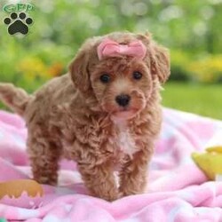 Tabby/Havapoo									Puppy/Female	/7 Weeks,Hi there! I’m Tabby, an irresistibly sweet Havapoo puppy ready to bring love, snuggles, and joy into your life. I’m a cuddle expert who loves giving kisses, chasing toys, and curling up in cozy spots for nap time. My gentle nature and happy personality make me the perfect addition to any home—and I can’t wait to find my forever family to share all my affection with!
