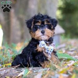 Darla/Maltipoo									Puppy/Female	/10 Weeks,Meet Darla, an adorable F1 Maltipoo who’s brimming with curiosity and charm! This little girl is always eager to explore the world around her, whether it’s sniffing out new adventures or playfully chasing after her favorite toy. Her bright eyes and wagging tail are always full of excitement, ready to turn every moment into a fun-filled experience. As a Maltipoo, she inherits the intelligence of a Poodle and the affectionate nature of a Maltese, making her an ideal companion for families or individuals alike. If you’re looking for a loyal companion who’s as inquisitive as loving, Darla is the perfect choice!