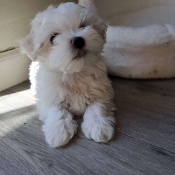 Krypto/Maltese									Puppy/Male	/10 Weeks,These adorable little fluffballs have been raised with our family spoiled with love and are already used to cuddles and playtime with kids. They’re super friendly have the sweetest temperament and are looking for homes where they’ll be treated like family. He was born on 06/03/2025.  He is very active and playful so it is hard to capture good pictures.  Both parents are pure Maltese (small white loving temperament). Hypoallergenic & non-shedding. Raised in a loving home environment (NOT a kennel). Socialized with kids making them perfect family pets.  Father is about 7-8lbs and Mother is about the same.  He is very playful with his parents.  We are teaching him how to potty train by going on the pads but not fully trained yet. 