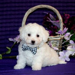 Hendrik/Bichon Frise									Puppy/Male	/10 Weeks,Say hello to Hendrik, a precious Bichon Frise puppy with a petite frame and an extra dose of cuteness! He’s been socialized and is as sweet and adorable as they come. Hendrik is vet checked and up to date on vaccinations and dewormer. He also comes microchipped and with a 1-year genetic health guarantee from the breeder. Plus, he can be registered with the ACA.
