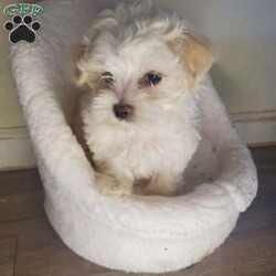 Krypto/Maltese									Puppy/Male	/10 Weeks,These adorable little fluffballs have been raised with our family spoiled with love and are already used to cuddles and playtime with kids. They’re super friendly have the sweetest temperament and are looking for homes where they’ll be treated like family. He was born on 06/03/2025.  He is very active and playful so it is hard to capture good pictures.  Both parents are pure Maltese (small white loving temperament). Hypoallergenic & non-shedding. Raised in a loving home environment (NOT a kennel). Socialized with kids making them perfect family pets.  Father is about 7-8lbs and Mother is about the same.  He is very playful with his parents.  We are teaching him how to potty train by going on the pads but not fully trained yet. 