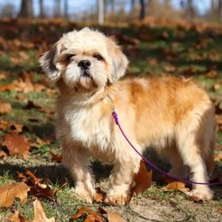 Janise/Lhasa Apso									Puppy/Female	/11 Weeks,Say hello to Janise! Our sweet little ACA Lhasa Apso with the most darling face you’ve ever seen! Just look at those eyes—who could ever say no to them? Her fluffy coat makes her even more huggable, and her curious, playful personality shines through in everything she does. She is such a happy girl—always bouncing around with her tail wagging, spreading joy wherever she goes. She’s been raised with lots of love and care, and now she’s ready to bring that same love into her forever family’s home.