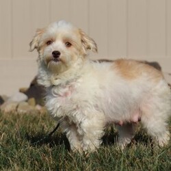 Max/Havanese									Puppy/Male	/14 Weeks,Introducing Max, the most adorable AKC Havanese boy! With his sweet expression and a personality that shines, he will always be ready to brighten your day. Whether he’s trotting by your side, chasing after his favorite toy, or curling up in your lap for a nap, he will bring joy to every moment. This sweet boy will quickly become your shadow, following you wherever you go and showering you with affection. Havanese are known for their gentle, playful nature and he is a beautiful example of everything we love about the breed!