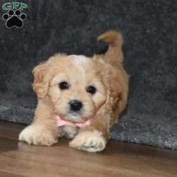 Hazel/Cavachon									Puppy/Female	/6 Weeks,Hello! My name is Hazel. I’m a sweet ,outgoing, and playful puppy who is looking for her furever home. In your search please pick me and make me your furever companion. 