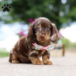 Pixel/Dachshund									Puppy/Female	/7 Weeks,Meet the most adorable Mini Dachshund girl named Pixel! With a silky-smooth coat, floppy ears and those irresistibly soulful eyes, she’s the perfect blend of charm, affection and playfulness. Whether she’s trotting by your side, chasing after her favorite toy, or curling up in your lap for a nap, she will bring joy to every moment. This handsome girl will quickly become your shadow, following you wherever you go and showering you with affection. Mini Dachshunds are adored for their unwavering loyalty and bold, spirited personalities. They make wonderful, lifelong companions!