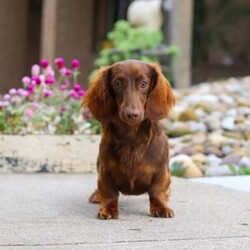 Pixel/Dachshund									Puppy/Female	/7 Weeks,Meet the most adorable Mini Dachshund girl named Pixel! With a silky-smooth coat, floppy ears and those irresistibly soulful eyes, she’s the perfect blend of charm, affection and playfulness. Whether she’s trotting by your side, chasing after her favorite toy, or curling up in your lap for a nap, she will bring joy to every moment. This handsome girl will quickly become your shadow, following you wherever you go and showering you with affection. Mini Dachshunds are adored for their unwavering loyalty and bold, spirited personalities. They make wonderful, lifelong companions!