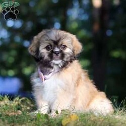 Janise/Lhasa Apso									Puppy/Female	/11 Weeks,Say hello to Janise! Our sweet little ACA Lhasa Apso with the most darling face you’ve ever seen! Just look at those eyes—who could ever say no to them? Her fluffy coat makes her even more huggable, and her curious, playful personality shines through in everything she does. She is such a happy girl—always bouncing around with her tail wagging, spreading joy wherever she goes. She’s been raised with lots of love and care, and now she’s ready to bring that same love into her forever family’s home.