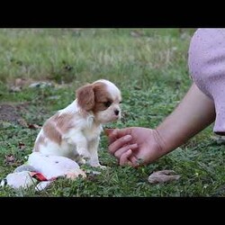 Chloe/Cavalier King Charles Spaniel									Puppy/Female	/6 Weeks,Say hello to Chloe! This gorgeous AKC-registered Cavalier King Charles Spaniel is as sweet as they come. With her silky coat, big soulful eyes, and gentle personality, Chloe has a natural charm that melts hearts everywhere she goes. Whether she’s snuggled in your arms, happily wagging her tail at your side, or exploring with her curious little nose, Chloe is sure to fill your days with love and joy.