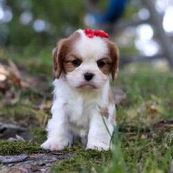 Chloe/Cavalier King Charles Spaniel									Puppy/Female	/6 Weeks,Say hello to Chloe! This gorgeous AKC-registered Cavalier King Charles Spaniel is as sweet as they come. With her silky coat, big soulful eyes, and gentle personality, Chloe has a natural charm that melts hearts everywhere she goes. Whether she’s snuggled in your arms, happily wagging her tail at your side, or exploring with her curious little nose, Chloe is sure to fill your days with love and joy.
