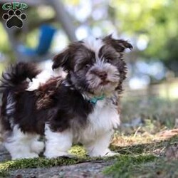 Max/Havanese									Puppy/Male	/14 Weeks,Introducing Max, the most adorable AKC Havanese boy! With his sweet expression and a personality that shines, he will always be ready to brighten your day. Whether he’s trotting by your side, chasing after his favorite toy, or curling up in your lap for a nap, he will bring joy to every moment. This sweet boy will quickly become your shadow, following you wherever you go and showering you with affection. Havanese are known for their gentle, playful nature and he is a beautiful example of everything we love about the breed!