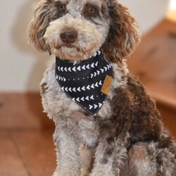 Odie/Labradoodle									Puppy/Male	/7 Weeks,Hi! Im the handsome, chocolate F1B medium labradoodle you’ve been looking for!! I’m all excited for adventures, swimming, running, hiking, and playing in the yard! But I also love lazy days with lots of cuddling! My warm, loving puppy eyes and soft, wavy coat will melt your heart!! Prepare to fall in love! I am loved and cared for by a small family, but I think your home seems right for me! You are welcome to come meet me and take me home or I am willing to travel to your home by delivery.