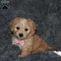 Hazel/Cavachon									Puppy/Female	/6 Weeks,Hello! My name is Hazel. I’m a sweet ,outgoing, and playful puppy who is looking for her furever home. In your search please pick me and make me your furever companion. 