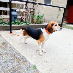 Cash/Beagle									Puppy/Male	/6 Weeks,Hi meet our sweet little guy he is full of cheer and kisses and will wag his way right into your heart he loves his bath that he gets often, will be a great companion, he is microchipped up to date on vaccines and dewormer and will be vet checked at 7weeks old.if your interested in my puppies you can call or text me anytime and I will tell you All about them.if your living at a distance that’s no problem we have transportation available, I will send a small bag of food along so you can transition him slowly I accept a non-refundable deposit through PayPal to hold him for you till he is ready for his new home.Thanks for your interest!!!