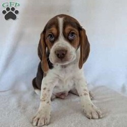 Cash/Beagle									Puppy/Male	/6 Weeks,Hi meet our sweet little guy he is full of cheer and kisses and will wag his way right into your heart he loves his bath that he gets often, will be a great companion, he is microchipped up to date on vaccines and dewormer and will be vet checked at 7weeks old.if your interested in my puppies you can call or text me anytime and I will tell you All about them.if your living at a distance that’s no problem we have transportation available, I will send a small bag of food along so you can transition him slowly I accept a non-refundable deposit through PayPal to hold him for you till he is ready for his new home.Thanks for your interest!!!