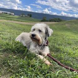 Tucker/Miniature Schnauzer									Puppy/Male	/July 18th, 2025,Meet Tucker a calm, sweet little Miniature Schnauzer , He is ACA Reg.  Microchipped, vet checked and shots are up to date. Miniature Schnauzers are a loyal ,family dog,  love attention and being by your side.   We have been raising family pets for  over 36 years.  Erla Martin License # 18226