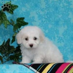 Jeff/Maltipoo									Puppy/Male	/10 Weeks,An awesome smaller type breed. Mom, our toy poodle weighs in at 10 lbs. She is so sweet and loving, and very calm for a poodle. Nate, our maltese daddy, weighs in a 8 lbs. He is a charmer, always happy, and ready for play. These little maltipoos will make great companions — they are well socialized…just waiting to bring you lots of love! They are up to date on their vaccinations and dewormings and have been vet checked. Feel free to call with questions, or to set up a time to come visit them. Thanks, 