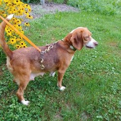 Cash/Beagle									Puppy/Male	/6 Weeks,Hi meet our sweet little guy he is full of cheer and kisses and will wag his way right into your heart he loves his bath that he gets often, will be a great companion, he is microchipped up to date on vaccines and dewormer and will be vet checked at 7weeks old.if your interested in my puppies you can call or text me anytime and I will tell you All about them.if your living at a distance that’s no problem we have transportation available, I will send a small bag of food along so you can transition him slowly I accept a non-refundable deposit through PayPal to hold him for you till he is ready for his new home.Thanks for your interest!!!