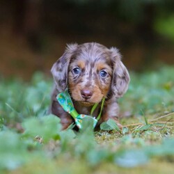 Buddy/Dachshund									Puppy/Male	/7 Weeks,Hi, I’m excited to introduce you to Buddy—an absolutely adorable Miniature Dachshund boy with a silky-smooth coat, floppy ears, and those big, soulful eyes that melt your heart the moment you meet him. He’s the perfect combination of playful energy and affectionate snuggles. Whether he’s proudly trotting at your side, chasing after his favorite toy, or curling up in your lap for a cozy nap, he brings joy to every moment.