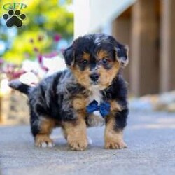 Bam Bam/Yorkie Poo									Puppy/Male	/7 Weeks,Say hello to Bam Bam — an absolutely adorable Yorkie-Poo puppy with a heart full of happiness and a playful spark in his eye! From his ever-wagging tail to his sweet, snuggly personality, Bam Bam knows how to make every moment feel special. Whether he’s bouncing around during playtime or cuddling up for a nap, he brings joy, laughter, and love wherever he goes.