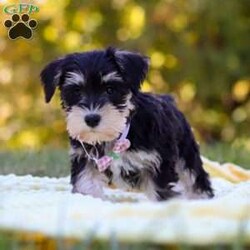 Paisley/Miniature Schnauzer									Puppy/Female	/8 Weeks,Meet Paisley—a darling AKC Miniature Schnauzer with an adorable, whiskered face! This little one is bursting with curiosity and affection, making her an excellent family pet and an eager adventure buddy. Schnauzers are well known for their playful and spirited nature, but they also make excellent watchdogs. Alert and attentive, they have a keen sense of awareness and won’t hesitate to let you know if something seems amiss. Whether she’s playing, exploring, or cuddling up for a nap, she is sure to brighten any of your ordinary days!