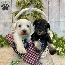 Tucker/Miniature Schnauzer									Puppy/Male	/July 18th, 2025,Meet Tucker a calm, sweet little Miniature Schnauzer , He is ACA Reg.  Microchipped, vet checked and shots are up to date. Miniature Schnauzers are a loyal ,family dog,  love attention and being by your side.   We have been raising family pets for  over 36 years.  Erla Martin License # 18226