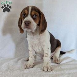 Cash/Beagle									Puppy/Male	/6 Weeks,Hi meet our sweet little guy he is full of cheer and kisses and will wag his way right into your heart he loves his bath that he gets often, will be a great companion, he is microchipped up to date on vaccines and dewormer and will be vet checked at 7weeks old.if your interested in my puppies you can call or text me anytime and I will tell you All about them.if your living at a distance that’s no problem we have transportation available, I will send a small bag of food along so you can transition him slowly I accept a non-refundable deposit through PayPal to hold him for you till he is ready for his new home.Thanks for your interest!!!