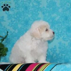 Jeff/Maltipoo									Puppy/Male	/10 Weeks,An awesome smaller type breed. Mom, our toy poodle weighs in at 10 lbs. She is so sweet and loving, and very calm for a poodle. Nate, our maltese daddy, weighs in a 8 lbs. He is a charmer, always happy, and ready for play. These little maltipoos will make great companions — they are well socialized…just waiting to bring you lots of love! They are up to date on their vaccinations and dewormings and have been vet checked. Feel free to call with questions, or to set up a time to come visit them. Thanks, 