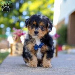 Bam Bam/Yorkie Poo									Puppy/Male	/7 Weeks,Say hello to Bam Bam — an absolutely adorable Yorkie-Poo puppy with a heart full of happiness and a playful spark in his eye! From his ever-wagging tail to his sweet, snuggly personality, Bam Bam knows how to make every moment feel special. Whether he’s bouncing around during playtime or cuddling up for a nap, he brings joy, laughter, and love wherever he goes.