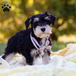Paisley/Miniature Schnauzer									Puppy/Female	/8 Weeks,Meet Paisley—a darling AKC Miniature Schnauzer with an adorable, whiskered face! This little one is bursting with curiosity and affection, making her an excellent family pet and an eager adventure buddy. Schnauzers are well known for their playful and spirited nature, but they also make excellent watchdogs. Alert and attentive, they have a keen sense of awareness and won’t hesitate to let you know if something seems amiss. Whether she’s playing, exploring, or cuddling up for a nap, she is sure to brighten any of your ordinary days!