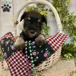 Tucker/Miniature Schnauzer									Puppy/Male	/July 18th, 2025,Meet Tucker a calm, sweet little Miniature Schnauzer , He is ACA Reg.  Microchipped, vet checked and shots are up to date. Miniature Schnauzers are a loyal ,family dog,  love attention and being by your side.   We have been raising family pets for  over 36 years.  Erla Martin License # 18226
