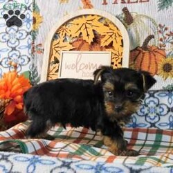 Spooky/Yorkie									Puppy/Male	/8 Weeks,Meet your new BFF, Spooky! This adorable Yorkie puppy is vet checked & up to date on shots & wormer. He is registered, plus comes with a health guarantee provided by the breeder! Spooky is well socialized & currently being family raised with children, making him a perfect addition to your family home!
