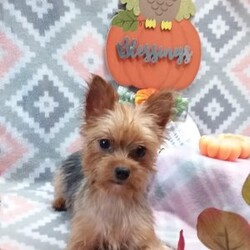 Spooky/Yorkie									Puppy/Male	/8 Weeks,Meet your new BFF, Spooky! This adorable Yorkie puppy is vet checked & up to date on shots & wormer. He is registered, plus comes with a health guarantee provided by the breeder! Spooky is well socialized & currently being family raised with children, making him a perfect addition to your family home!