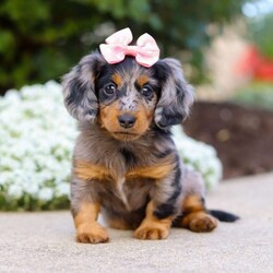 Darla/Dachshund									Puppy/Female	/7 Weeks,Meet Darla, an absolutely heart-melting ACA Dachshund puppy who’s as sweet as she is adorable! With her tiny paws, soulful eyes, and that signature long little body, she’s the very definition of cuteness. She loves nothing more than wiggling her way into your lap, where she can shower you with snuggles and happy tail wags that brighten every moment. Playful, curious, and full of love, this precious girl is sure to steal hearts wherever she goes.
