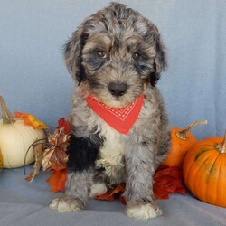 Bear (medium)/Mini Sheepadoodle									Puppy/Male	/12 Weeks,Have you been looking for a new furry friend? Look no further! I have the sweetest little sheepadoodle face you have ever seen… My name is Bear and I would love to come home with you! I am sure with one look into my warm, sweet eyes and I’ll be sure I will have captured your heart already! I am very happy, playful and very kid friendly! I stand out above the rest with my uniquely marked blue merle coat!! Full of personality and always ready to give amazing puppy kisses, I would love to fill your home with all of my puppy love! I have been vet checked and I am up to date on vaccinations and dewormings and I will also come with a 1-year guarantee with the option of extending it to a 3-year guarantee. We ship anywhere in the USA!!! My mother is our sweet, loving 44# sheepadoodle named Lily, and the father is Cory, a 15# blue merle mini poodle! That makes me an F1b medium sized sheepadoodle and I will grow to approx. 25-35# and I will be hypoallergenic and nonshedding!! Why wait when you know I am meant to be yours? Call or text Martha to make me the newest addition to your family and get ready to spend a lifetime of tail wagging fun! (7% sales tax on in home pickups)