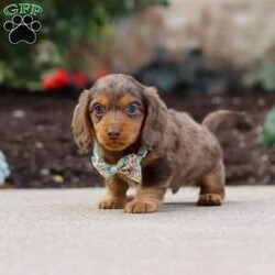 Charlie/Dachshund									Puppy/Male	/7 Weeks,Meet Charlie, an irresistibly adorable ACA Dachshund puppy with the happiest little spirit! With his big, soulful eyes, floppy ears, and that signature long body, he’s the perfect blend of charm and cuteness. Charlie loves to play, explore, and trot around with his tail wagging proudly, but when it’s time to rest, he’s the best snuggler you could ask for. Full of love and personality, this sweet boy is sure to bring endless joy to his forever family!