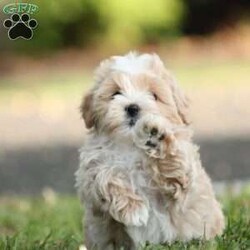Daxter/Maltipoo									Puppy/Male	/9 Weeks,To contact the breeder about this puppy, click on the “View Breeder Info” tab above.