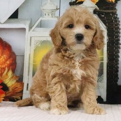 Adopt a dog:Jase/PuppySpot/Male/9 weeks,Hi, I'm Jase! I'm a 9-week-old male Goldendoodle with a beautiful apricot coat, born on July 25, which makes me a Leo pup. I am ready now to plan my trip to my forever family. My heart is big, my paws are tiny, and I'm ready to love you endlessly.
