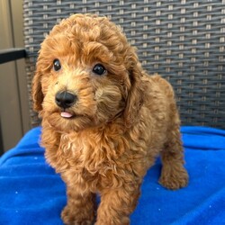 Adopt a dog:Luke/PuppySpot/Male/11 weeks,Hi, I'm Luke! I'm an 11-week-old male Poodle with a beautiful red coat, born on July 10, which makes me a Cancer pup. I am ready now to plan my trip to my forever family. I'm APRI registered. I will make your heart as full as mine is with love.