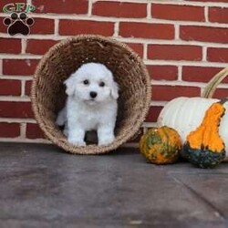 Bunny/Bichon Frise									Puppy/Female	/August 8th, 2025,Bunny is as sweet and gentle as her name suggests. With her soft coat and tender spirit, she has a way of making everyone feel calm and cherished. Bunny loves being close—whether that means resting in your lap or following you around the house just to be near you. She has a playful spark, often hopping about with excitement when she sees her favorite toy, reminding you of a little bunny rabbit in motion. But beyond her playful charm, Bunny is all heart. She’s the kind of puppy who makes you pause and smile, even on the busiest of days. Her affectionate nature ensures that she’ll always be a source of comfort and joy, whether through a nuzzle against your cheek or the sparkle in her eyes when she sees you walk in the door. Bunny doesn’t just brighten a room—she fills it with love. She’s the kind of companion that makes life feel softer, sweeter, and infinitely more joyful.