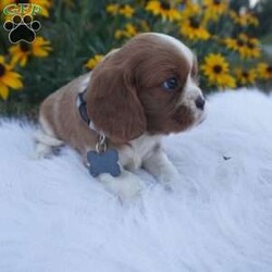 Pumpkin/Cavalier King Charles Spaniel									Puppy/Male	/8 Weeks,Our Cavaliers are loved and played with daily, all pups have been health Checked by the vet, the they are up-to date on vaccines , wormer. Our pups do come with a 1 year health guarantee. We would love if you were able to pick up your pop, but unfortunately do understand that sometimes due to schedules and distance it’s not possible, so we do offer our delivery options coast to coast just message me for a quote.