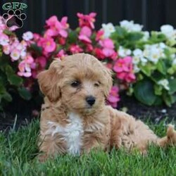 Kiva/Mini Labradoodle									Puppy/Female	/9 Weeks,Meet Kiva, a precious hypoallergenic F1bb mini labradoodle.  She is cuddly and sweet and enjoys snuggles. She has been loved and played with alot as she is family raised and enjoys being with children. She has an adorable personality,  so sweet and gentle. She comes with a clear vet check,  up to date vaccinations, and dewormed.  Her mom weighs 30 lbs. and her dad weighs 10 lbs. She will likely grow to weigh somewhere between the two. She is ready to join her new family! 